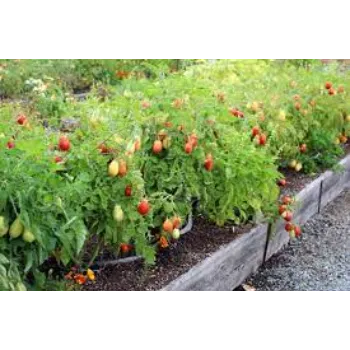 Delightful Tomato Plant